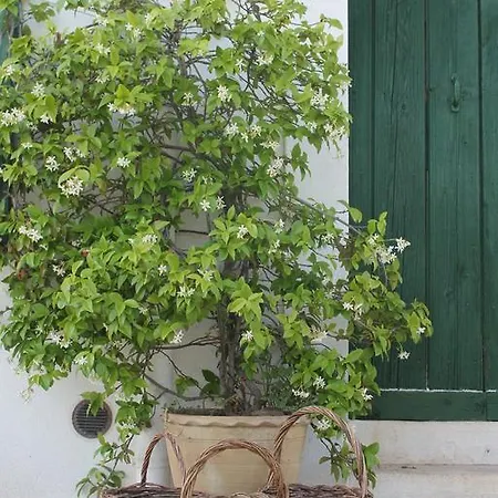 فندق مبيت وإفطار Masseria Cappotto *