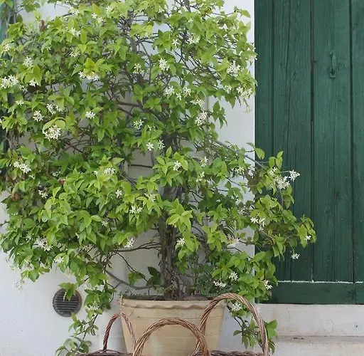 Bed & Breakfast Masseria Cappotto 3*